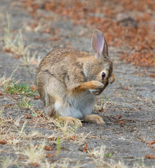 Washington State. Eastern cottontail grooming