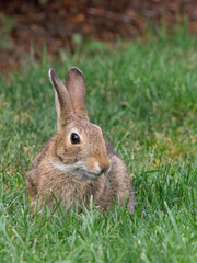 Washington State. Eastern cottontail eating grass
