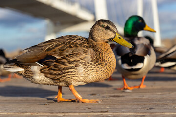 Portrait of Wild duck or Mallard. Female bird. Blurred background