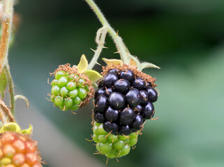 Washington State. Himalayan blackberry berries