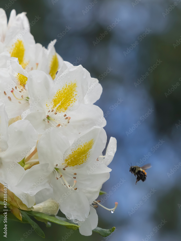 Wall mural Washington State. Black-tailed bumble bee on Rhododendron flower - Wall murals
