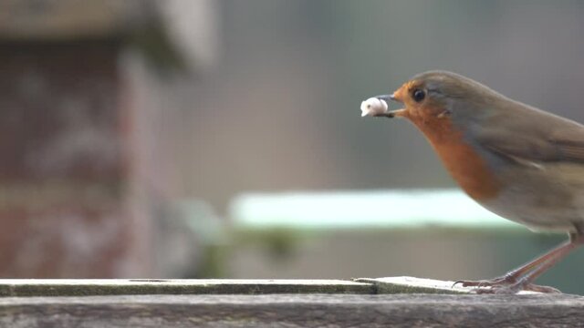 close up of a robin redbreast (Erithacus rubecula) with a fat pellet in beak on a wooden bird feeder table
