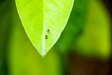 Two insect drops on leaf