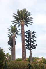 Fototapeta na wymiar Recievers and transmitters imitating palm trees in a city