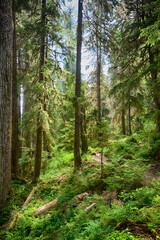 Primeval Forest, Quinault River Trail, Olympic National Park, Washington State
