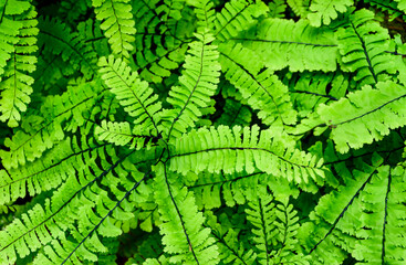 Maidenhair Fern, Quinault River Trail, Olympic National Park, Washington State © Danita Delimont
