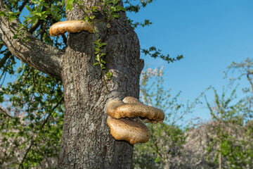 Close up of fungi on an apple tree