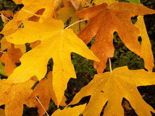 Big maple leaves, fall nature in Cascade Mountains of Washington near the Wenatchee River