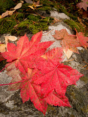 Cascade Mountains of Washington near the Wenatchee River, vine maple leaves