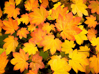 Naklejka na ściany i meble Cascade Mountains of Washington near the Wenatchee River, vine maple leaves