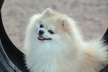 Portrait of fluffy puppy of Small German Pomeranian on dog playground