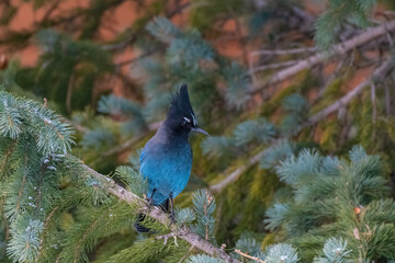 Steller's Jay perched on a pine tree - Frisco - Colorado - USA