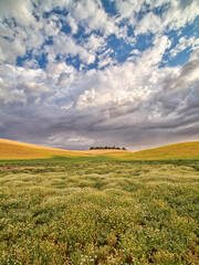 USA, Washington State, Palouse. Flowers Blooming at harvest time with large clouds