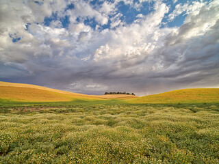 USA, Washington State, Palouse. Flowers Blooming at harvest time with large clouds