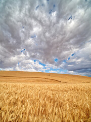 USA, Washington State, Palouse. Large clouds over fields of wheat at harvest © Danita Delimont
