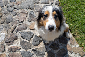 Australian shepherd dog on a rocky floor