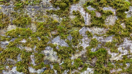 Old moss-grown wall