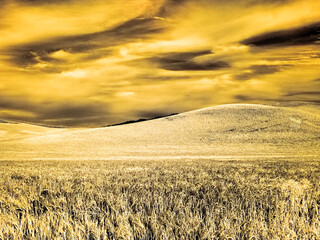 USA, Washington State, Palouse. Barley fields with harvest tracks