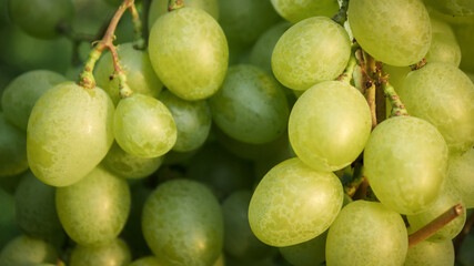 Closeup dolly shot of ripe white grapes growing in vineyard. Concept of natural grapevine, agriculture and harvesting.