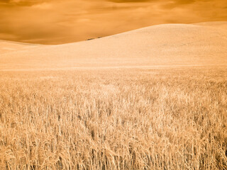 USA, Washington State, Palouse. Barley fields with harvest tracks