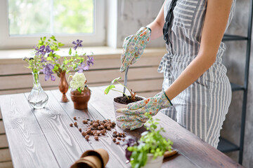 Closeup hands of Woman gardener transplanting Alocasia in cement pots on the wooden table. Concept of home garden. Flower and garden shop.