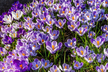 Blue, purple, white yellow Crocuses blooming, Bellevue, Washington State. First flower of spring