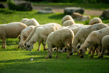 Obraz premium herds of sheep grazing in the field.