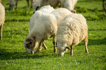 Naklejka na ściany i meble herds of sheep grazing in the field.