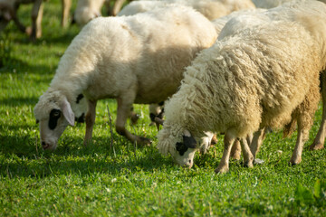 herds of sheep grazing in the field.