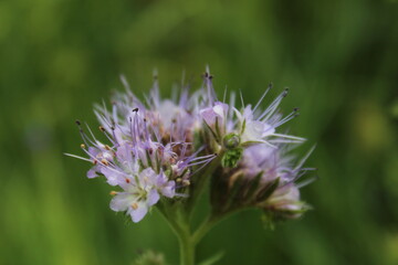 bees friend flower