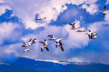 Snow geese flying, Skagit Valley, Washington State.