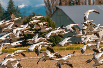 Snow geese taking off, Skagit Valley, Washington State.