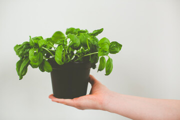 fresh bio garden herbs