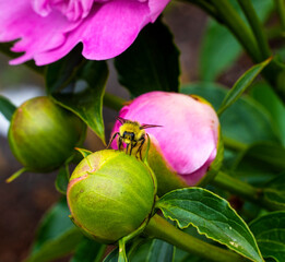 Bumblebee feeding on nectar, pink peony, Bellevue, Washington State