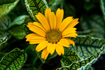 Yellow oxeye flower blooming. Member of Aster Family, Native to North America
