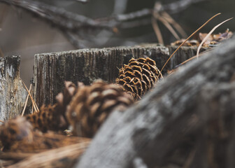 close up photo of pinecones and tree stump