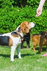 English beagle on a green lawn surrounded by other dogs