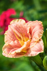 Pink lily on a garden flowerbed