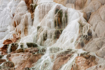 Colorful bacteria on the terraces of Mammoth Hot Springs, Yellowstone National Park, Wyoming.