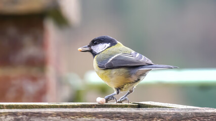 close up of a great tit (Parus major) feeding on a wooden bird table