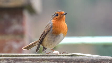 close up of a robin redbreast (Erithacus rubecula) on a wooden bird feeder table