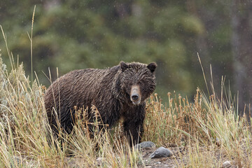 Grizzly bear (Brown Bear), in Lamar Valley, Yellowstone National Park, Wyoming.