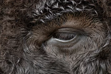 Selbstklebende Fototapeten Close-up portrait of American Bison, Yellowstone National Park, Wyoming © Danita Delimont