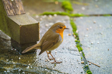 close up of a robin redbreast (Erithacus rubecula) feeding from dropped food on paving slabs