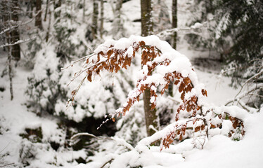 A young deciduous tree bent under the snow. Winter forest.