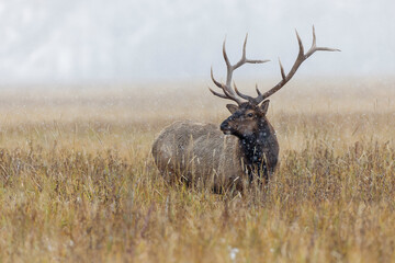 Bull elk, or wapiti, Yellowstone National Park, Wyoming