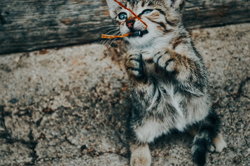 Obraz premium portrait of a cute cat