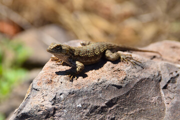 Naklejka na ściany i meble Lizard on Rock, Conejo Canyons Park, Thousand Oaks
