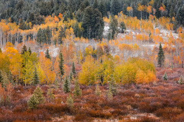 Autumn aspen gold colors and early snowfall, Grand Teton National Park, Wyoming