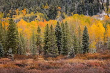 Autumn aspen gold colors and early snowfall, Grand Teton National Park, Wyoming